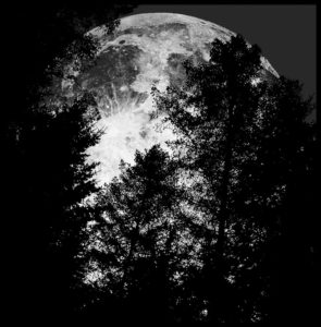 La luna sorge dietro agli alberi - Copyright degli aventi diritto