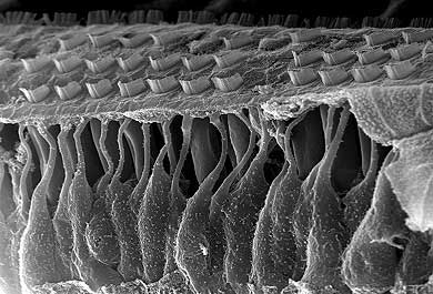 Cellule ciliate dell'orecchio osservate al microscopio